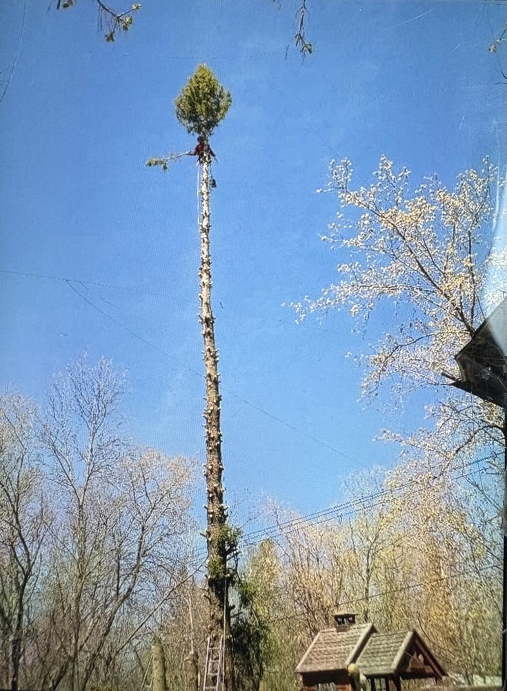Arborist topping a tall dead tree during a sectional removal