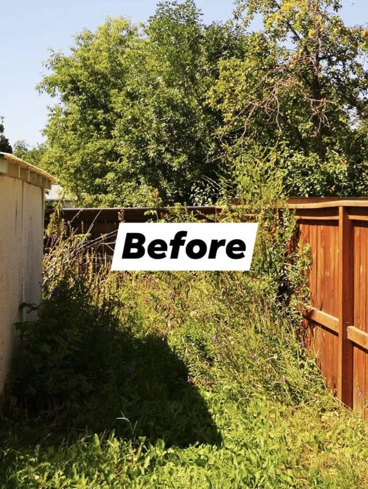 Overgrown, brush-choked yard before AXE Tree Service cleared it