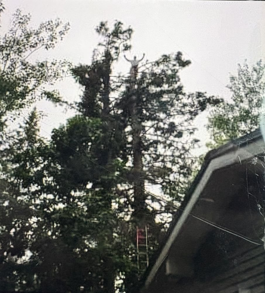 Arborist signalling from the top of a tree after a safe removal